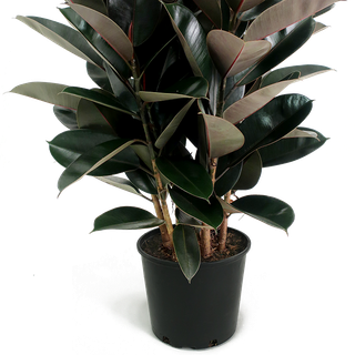 Ficus Burgunder Busch