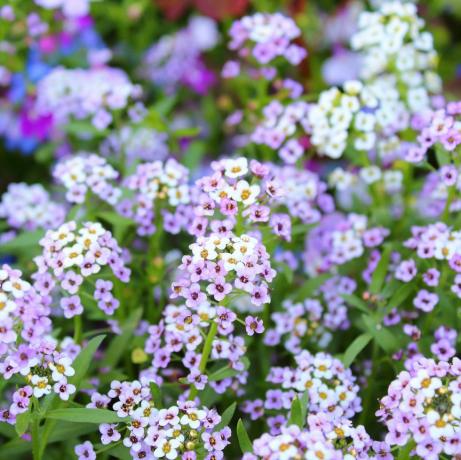 Beetpflanzen alyssum