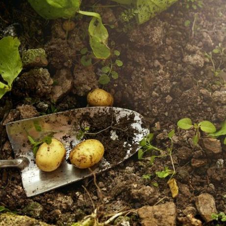 selbst gezogene Kartoffeln aus einem Gewächshaus