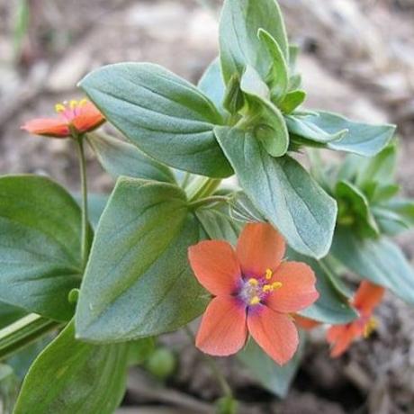 Seltene Samen Anagallis arvensis