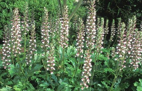 tropische-pflanzen-acanthus-mollis