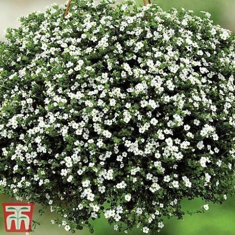 Bacopa 'Baristo® Schneeflocke'