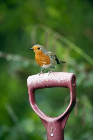 Rotkehlchen im Garten