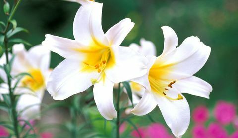 Blumenzwiebeln-Lilium-regale
