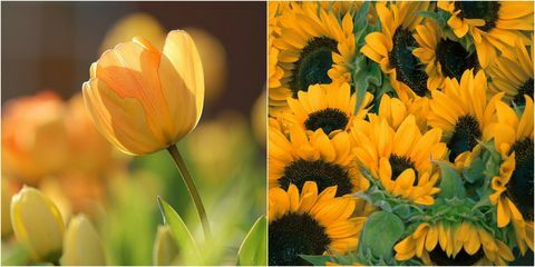 Gelbe Blüten: Gelbe Sonnenblume und gelbe Tulpe