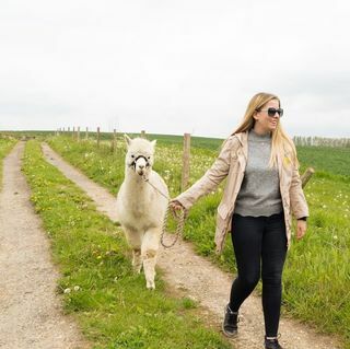 Alpaka-Trekking und Eintritt zur Eagle Heights Wildlife Foundation für zwei Personen