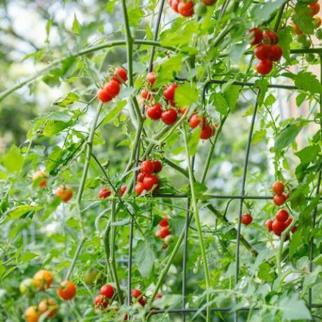 Frische rote Bio-Kirschtomaten, die nach einem Regen auf einem gewölbten Rindergitter in einem Vorstadtgarten im Hinterhof wachsen