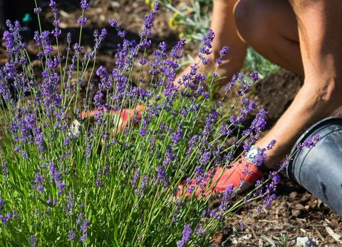 9 Möglichkeiten, um unerwünschte Katzen vom Garten fernzuhalten