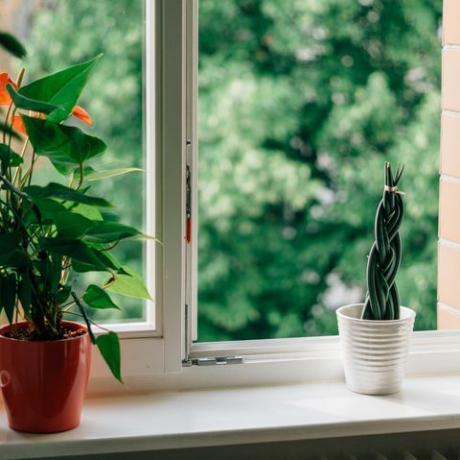 Topfpflanzen auf Fensterbank mit offenem Fenster