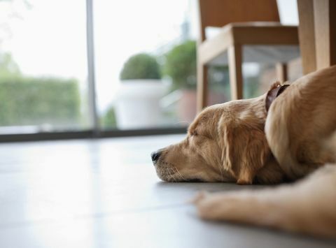 Hund, der auf Boden im Wohnzimmer legt