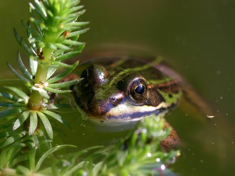 Frosch im Wasser