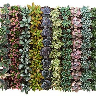 Mini Pastel Succulent Variety Pack