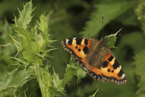 Schildpatt Schmetterling