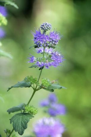 Blume, Blütenpflanze, Pflanze, Blau, Lila, Lavendel, Flieder, Violett, Botanik, Halbstrauch, 