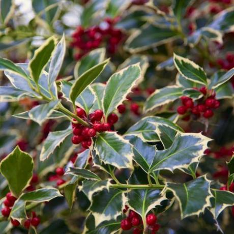 Weihnachtsgartendekorationen, Stechpalme mit Früchten Ilex Aquifolium Detail der roten Frucht dieses typischen Weihnachtsbaumes im Freien