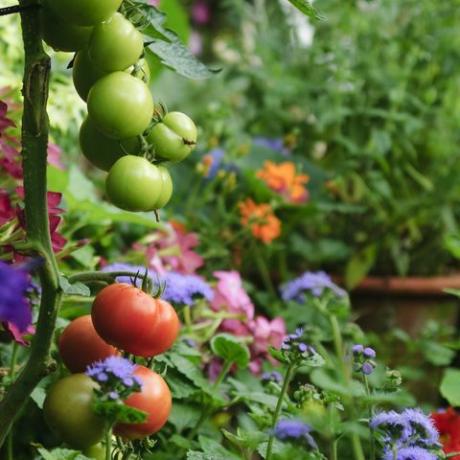 Tomaten wachsen in einem üppigen grünen Garten