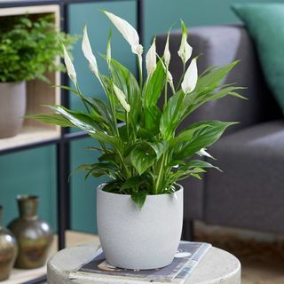 50cm Friedenslilie | Spathiphyllum | 13cm Topf | Nach Pflanzentheorie