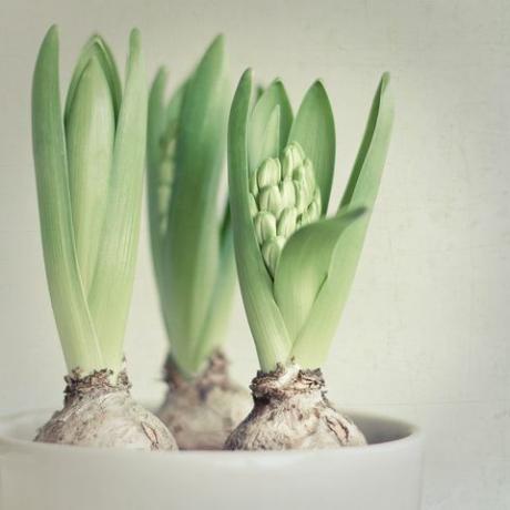 Trio von Hyacinth Bulbs bereit zu blühen - drei Hyazinthenblumenzwiebeln in einem Vanillecremetopf.