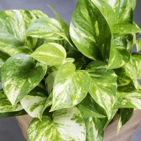 pothos epipremnum aureum beste feuchtigkeitsliebende Pflanzen für Ihr Badezimmer