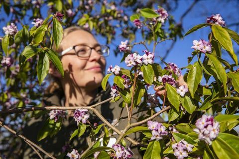 Der duftende Februar kommt, wenn die Winterblumen größer und besser blühen