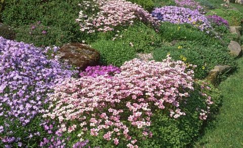 Steingarten-Blumen