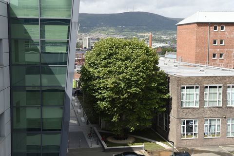 Nordirland Gewinner - Erskine House Tree - Baum des Jahres - Credit Michael Cooper WTML