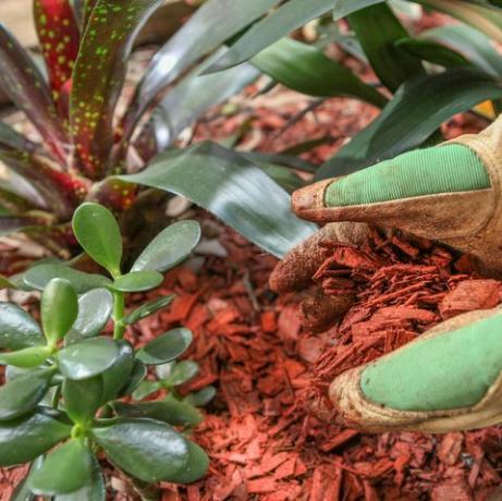 Gartenpflege mit mulchrotem Holzhackschnitzel