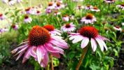 Die besten Spätsommerblumen für Ihren Garten