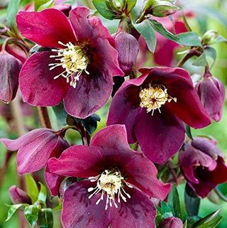 50 Stück Seltene Helleborus orientalis 'Onyx Odyssey' Blumensamen