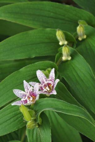 Krötenlilie tricyrtis hirta, auch bekannt als haarige Krötenlilie, ein anderer wissenschaftlicher Name ist Tricyrtis japonica