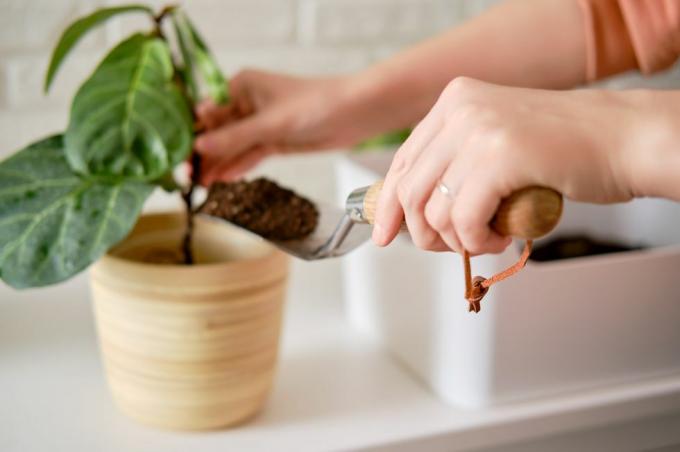 eine floristin gießt erde zum pflanzen von pflanzen ficus lyrata bambino in einem blumentopf, der eine zimmerpflanze pflanzt, weißer backsteinmauerhintergrund