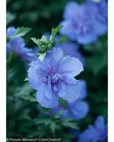 Blaue Chiffonrose von Sharon (Hibiskus)