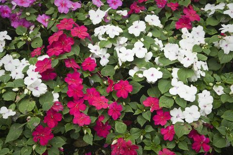 Mixed Busy Lizzies (Impatiens Walleriana)