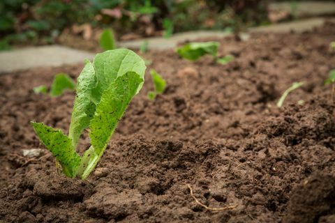 Schließen Sie oben von den Anlagen, die im Schlamm wachsen