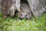 Igel erhalten zusätzlichen Schutz nach neuen Bauvorschriften