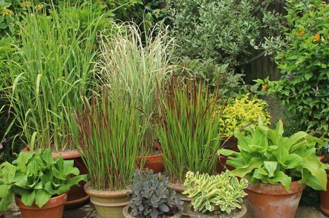 Ziergräser in Patiotöpfen, einschließlich Miscanthus und Imperata. Das Werk des Gartenbaubetriebs im August.