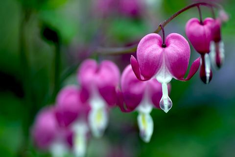 Dicentra spectabilis (Blutendes Herz)