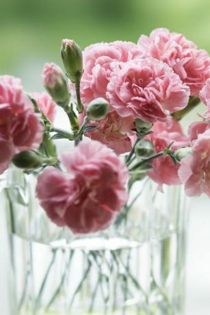 Auf der Terrasse des Hauses sind rosa Nelken, die dem Muttertag gewidmet sind, vor dem Hintergrund der Natur zu sehen. Etwa 15 rosa Nelkenblumen werden in einer Glasschale in einem weichen Licht gegen frisches Grün gepflanzt