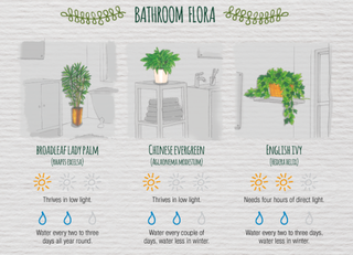 Pflanze Spickzettel für Badezimmer