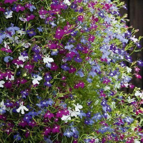 Lobelia Ultra Cascade Gemischt