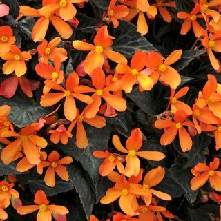 Begonie 'Glowing Embers'