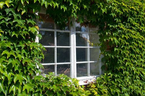 Altes Fenster umrahmt von Efeu