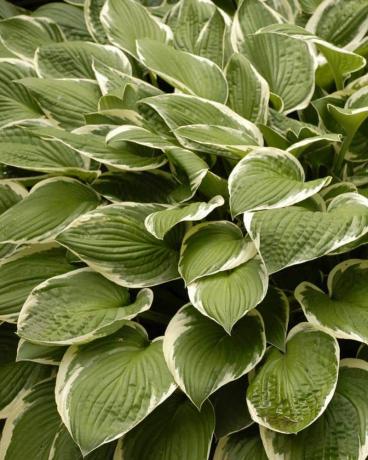 Bunt 1 Qt. Hosta 