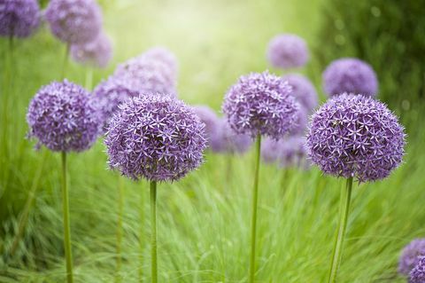 Nahaufnahme des Sommers blüht blühende ausdauernde purpurrote Lauchblumen im dunstigen Sonnenschein