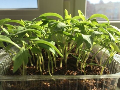 Erste Sprossen, die im Frühjahr aus Tomatensamen wachsen