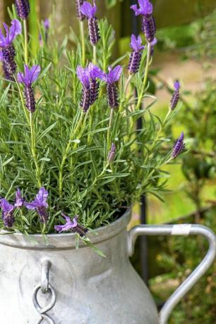 Nahaufnahme von hübschen, duftenden Lavendelblüten, die in einer französischen Aluminium-Milchkanne gepflanzt wurden