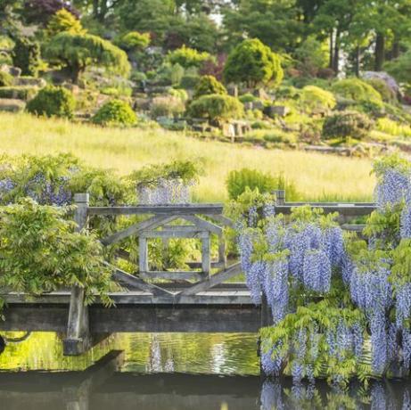 Glyzinien im Rhs Garden Wisley