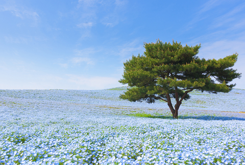 Hitachi Park in voller Blüte