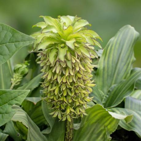 tropische pflanzen, eucomis zweifarbig