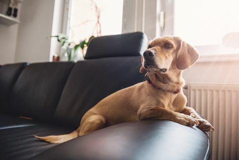 Hund sitzt auf dem Sofa